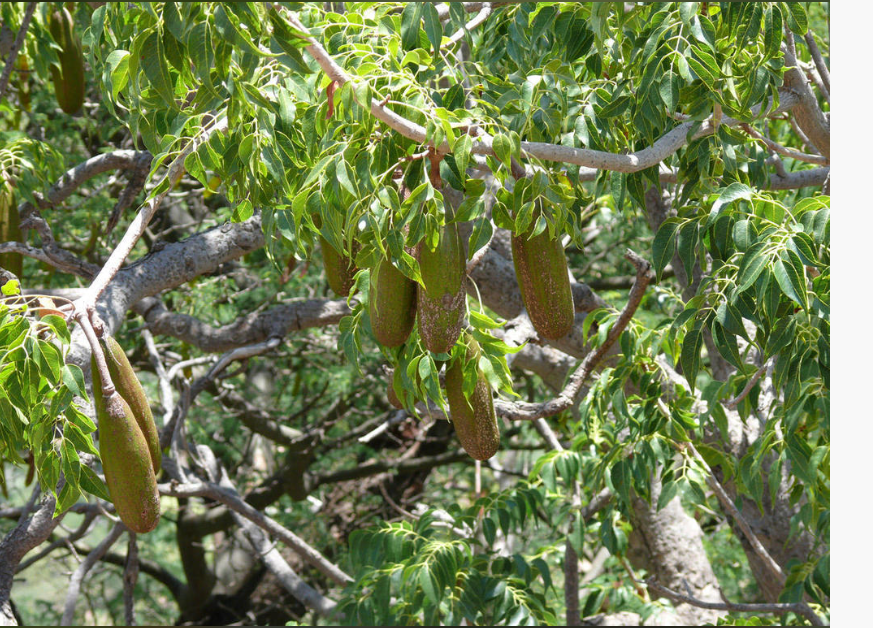 Entandrophragma utile (Sipo Mahogany)